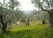 Campagna