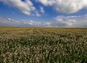 Panorama  di campagna