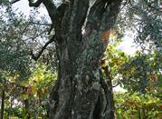 Ulivo
