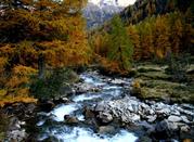 Ruscello che scorre lungo il bosco in autunno