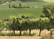 Vigneti nella regione