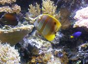 Fish of all colors Aquarium of Genoa