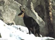 Uno stambecco al parco naturale dello Stelvio