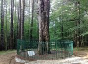 L'albero in cui fu adagiato Garibaldi ferito