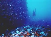 snorkeling