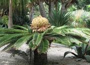 Giardino botanico