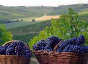 Langhe vino