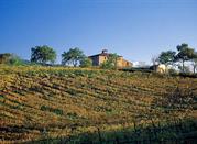 Grapes of the Morellino wine