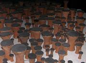Biennale 2003