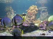 Aquarium fish of all colors