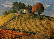 Langhe