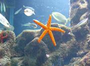 Starfish Aquarium of Genoa