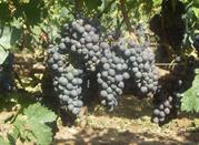 L'uva, Primitivo