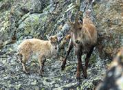 Parco Nazionale del Gran Paradiso