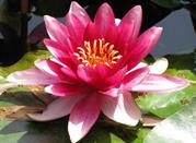 Il fiore più bello 