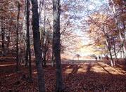 Pomeriggio nel bosco