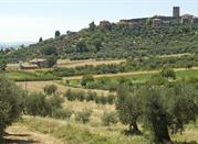 Uliveti vicino al lago