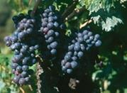 Rossese raisins