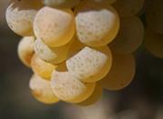 Vernaccia