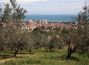 Alberi d'ulivo