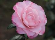Camelia