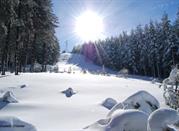 Bosco Innevato