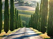Macerata, viale di campagna con cipressi