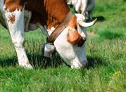 Mucca del Trentino al pascolo su alpeggio