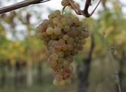 Uva Verdicchio