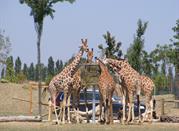Le Giraffe