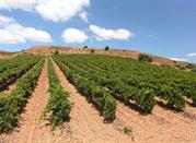 Avola, Siracusa, territorio agricolo coltivato a vite per la produzione del vino Avola