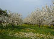 Ciliegi in FIore