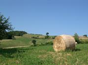 Zona Vernasca