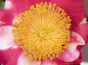 Camelia Japonica