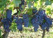 Uva Aglianico