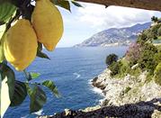 I limoni, cornice di Sorrento