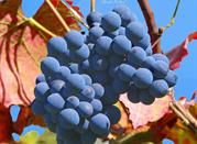 Uva rossa in vigna di Caluso