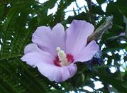 Fiore tropicale a Cadenabbia