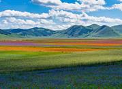 Castelluccio di Norcia, meravigliosa fioritura, sullo sfondo i Monti Sibillini