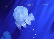 Jellyfish Aquarium of Genoa