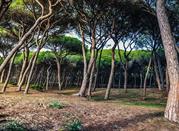Pineta di Cecina