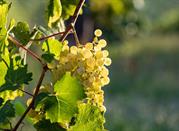 La provincia di Treviso, nota per la produzione di Prosecco