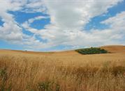Il grano
