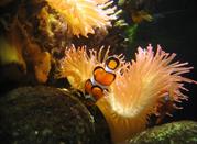 Liguria, Acquario di Genova