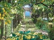 I giardini dei limoni