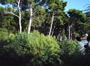 la pineta