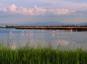 Parco della Salina di Cervia