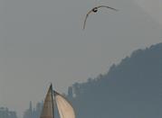 Vela bianca al centro del lago