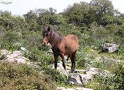 Cavallito della Giara