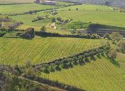 Vigneti